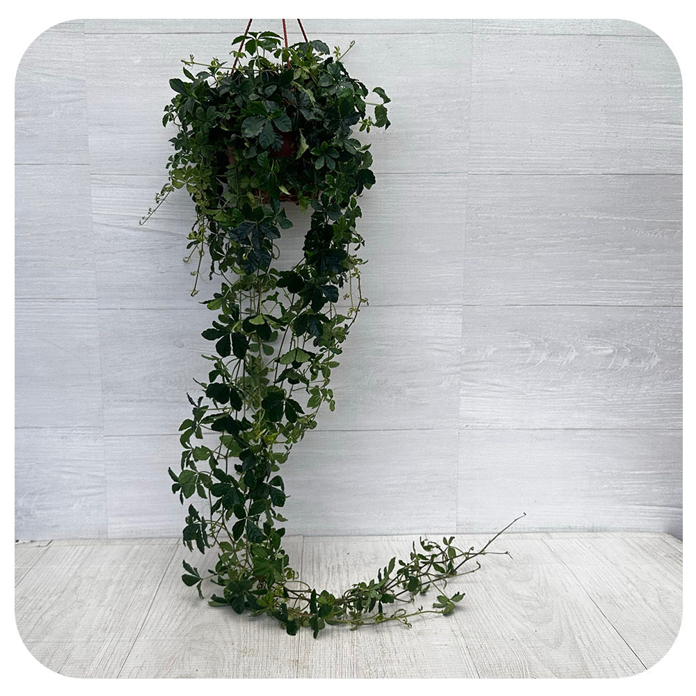 Cissus Striata 'Sugar Vine'