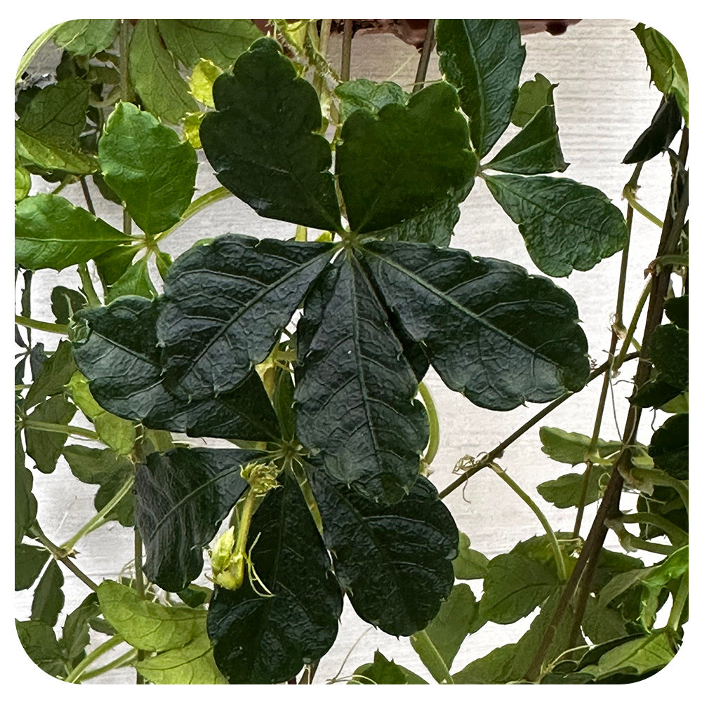 Cissus Striata 'Sugar Vine'