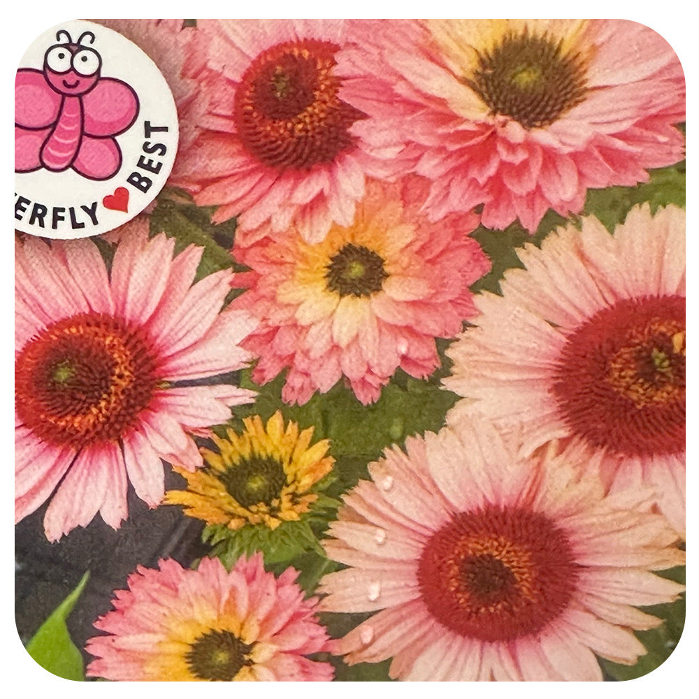 Coneflower "Sunseeker Salmon" (Echinacea purpurea)