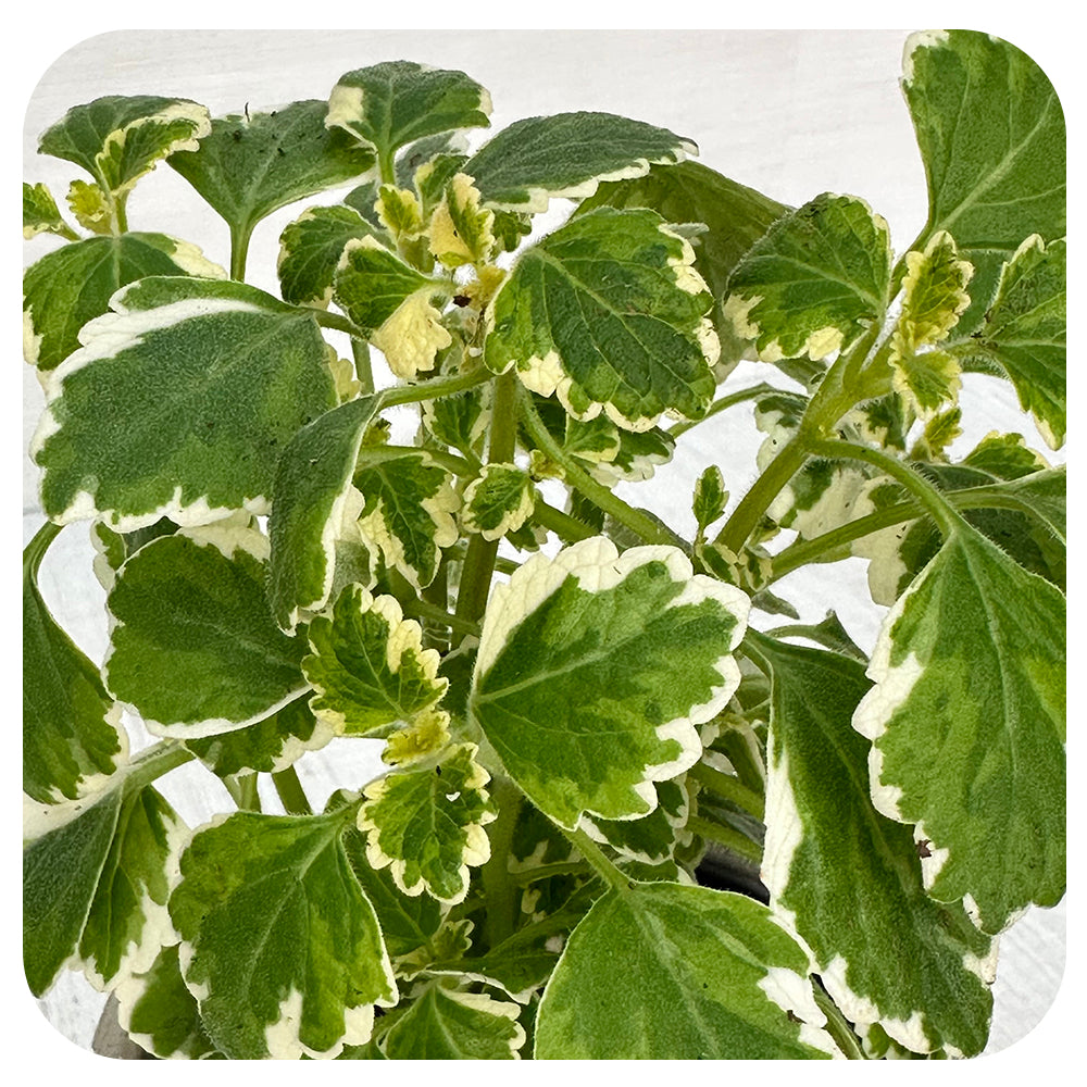 Swedish Ivy (Plectranthus)