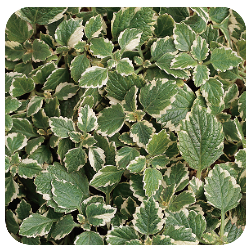 Swedish Ivy (Plectranthus)