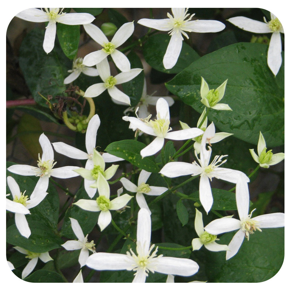 Sweet Autumn Clematis (Clematis terniflora)