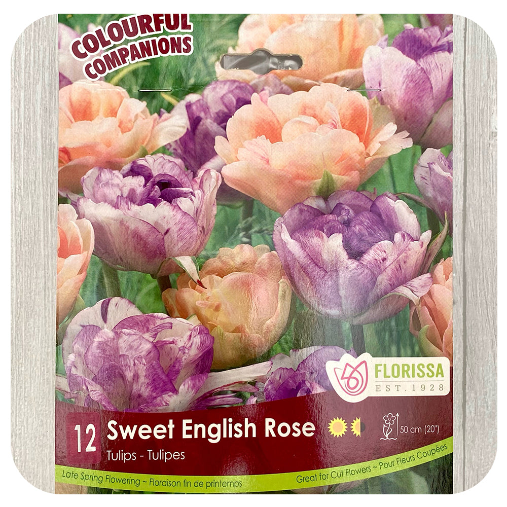 Tulip Mix 'Sweet English Rose'