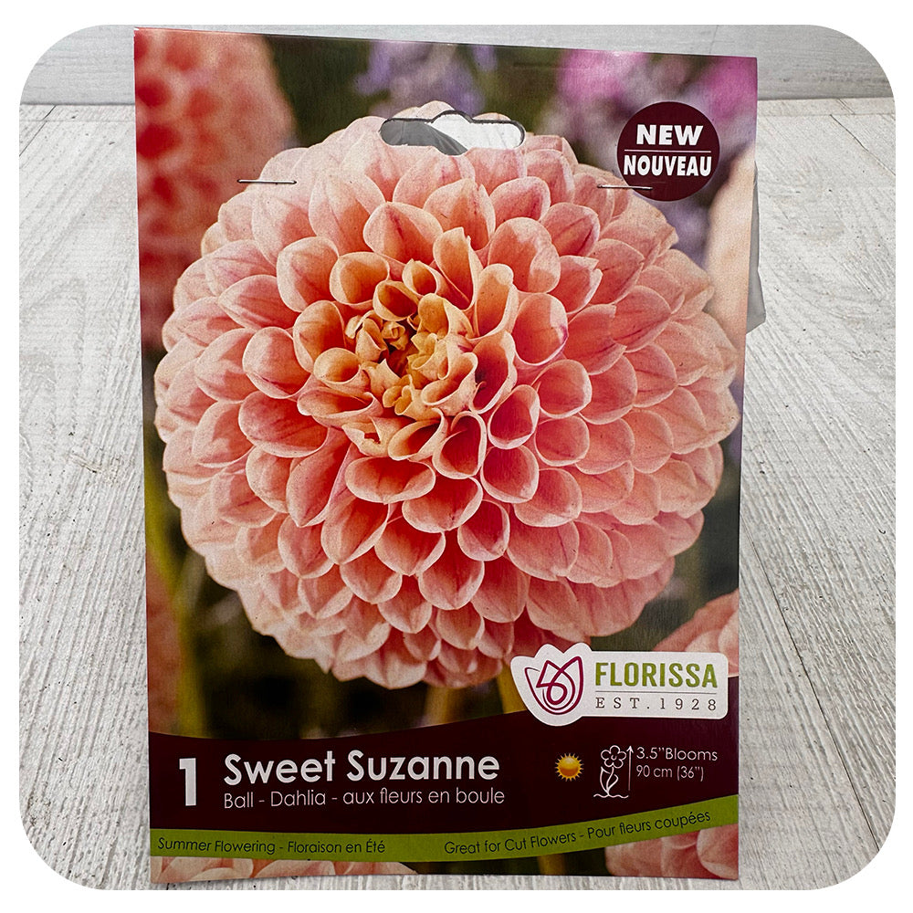 Dahlia 'Sweet Suzanne'