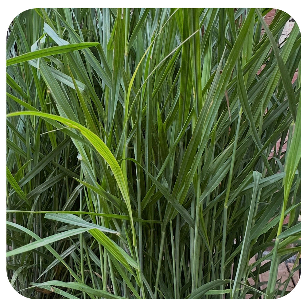 Panicum v. 'Prairie Dog'(Prairie Dog Switch Grass)