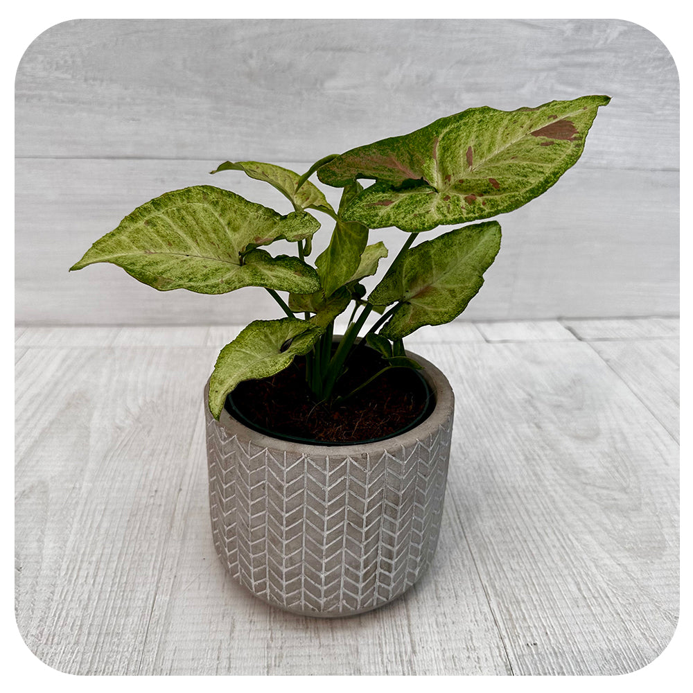 Syngonium Nephthytis (Arrowhead Plant)