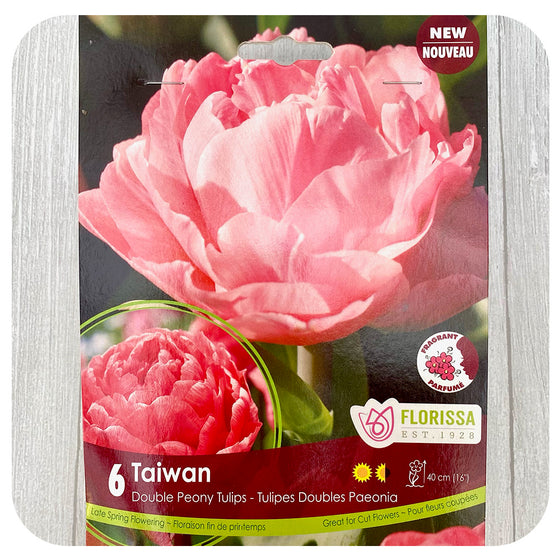 Tulip 'Taiwan'