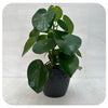 Pilea Teardrop