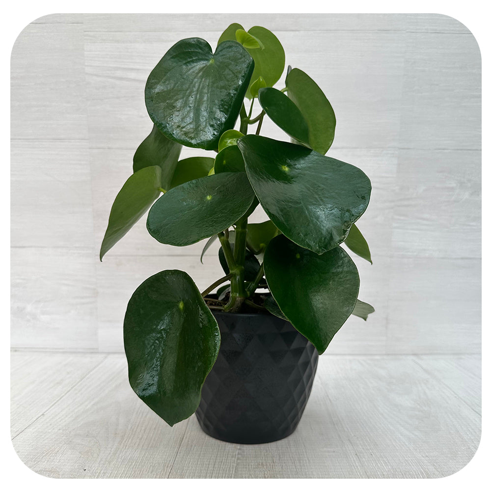Pilea 'Teardrop'