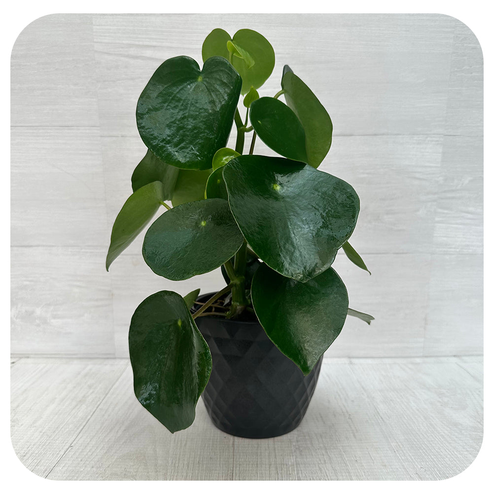 Pilea 'Teardrop'