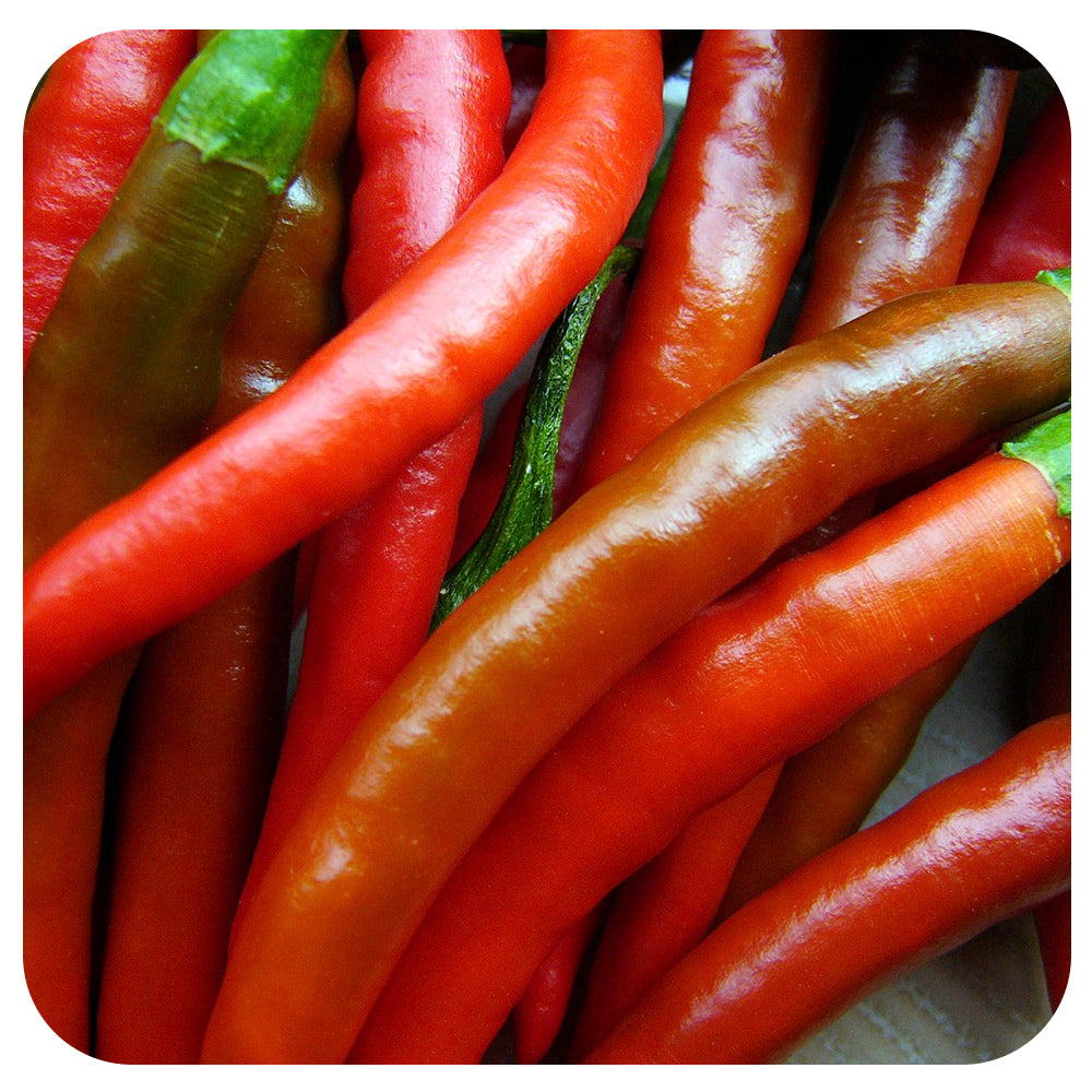 Thai Gong Bao Hot Pepper