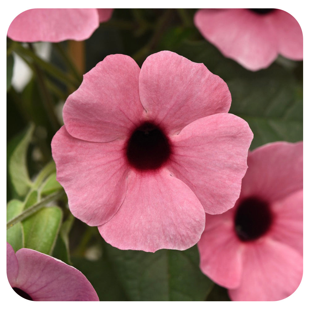 Black-Eyed Susan Vine HB (Thunbergia alata)