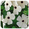 Black-Eyed Susan Vine HB (Thunbergia alata)