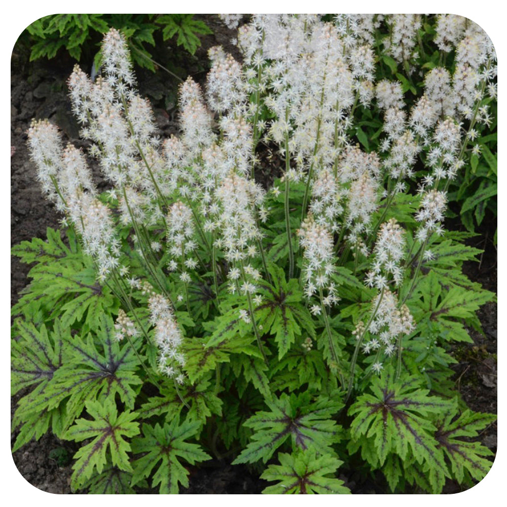 Tiarella 'Cutting Edge' (Proven Winners)