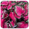 Caladium