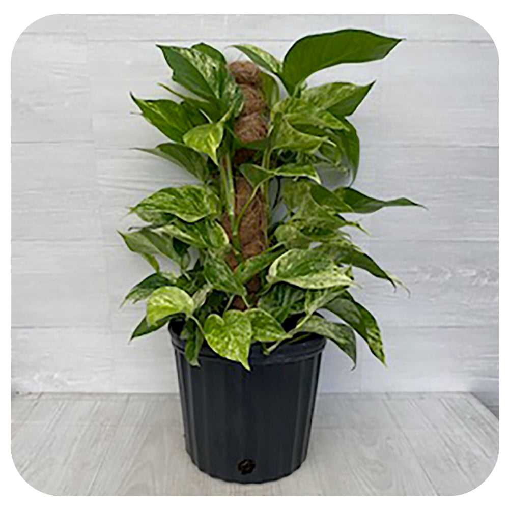 neon pothos totem Pothos Marble Queen Totem (Epipremnum Aureum)