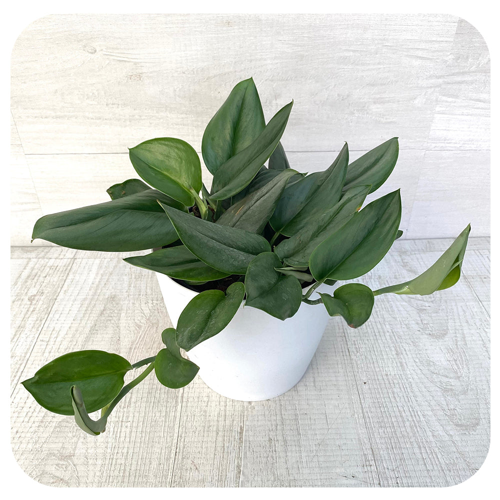 Scindapsus treubii 'Moonlight',