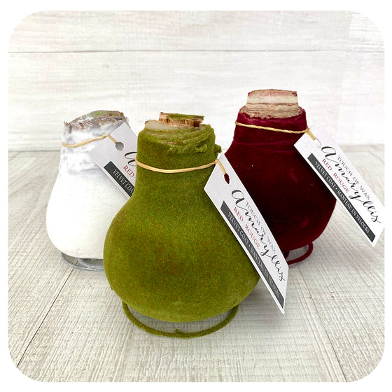 Waxed Amaryllis with Velvet Coat