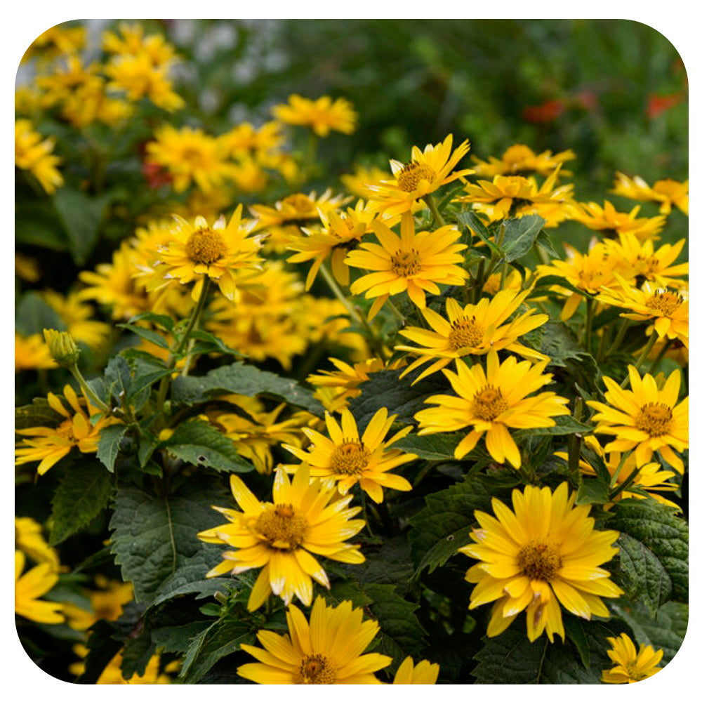 Heliopsis 'Tuscan Gold' by Proven Winners (False Sunflower)