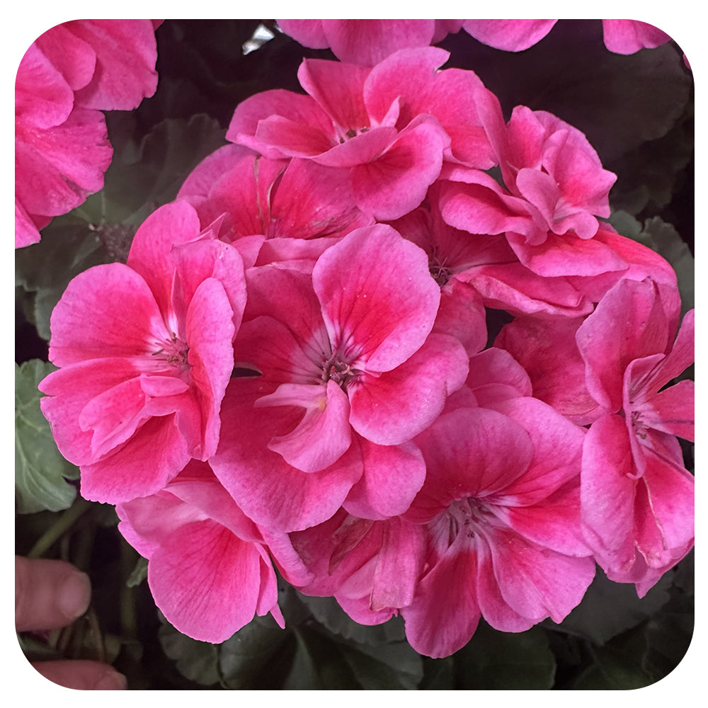 Geranium (Zonal)