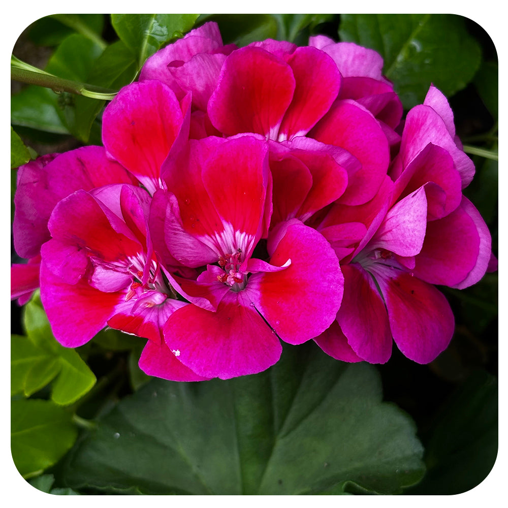 Geranium (Zonal)