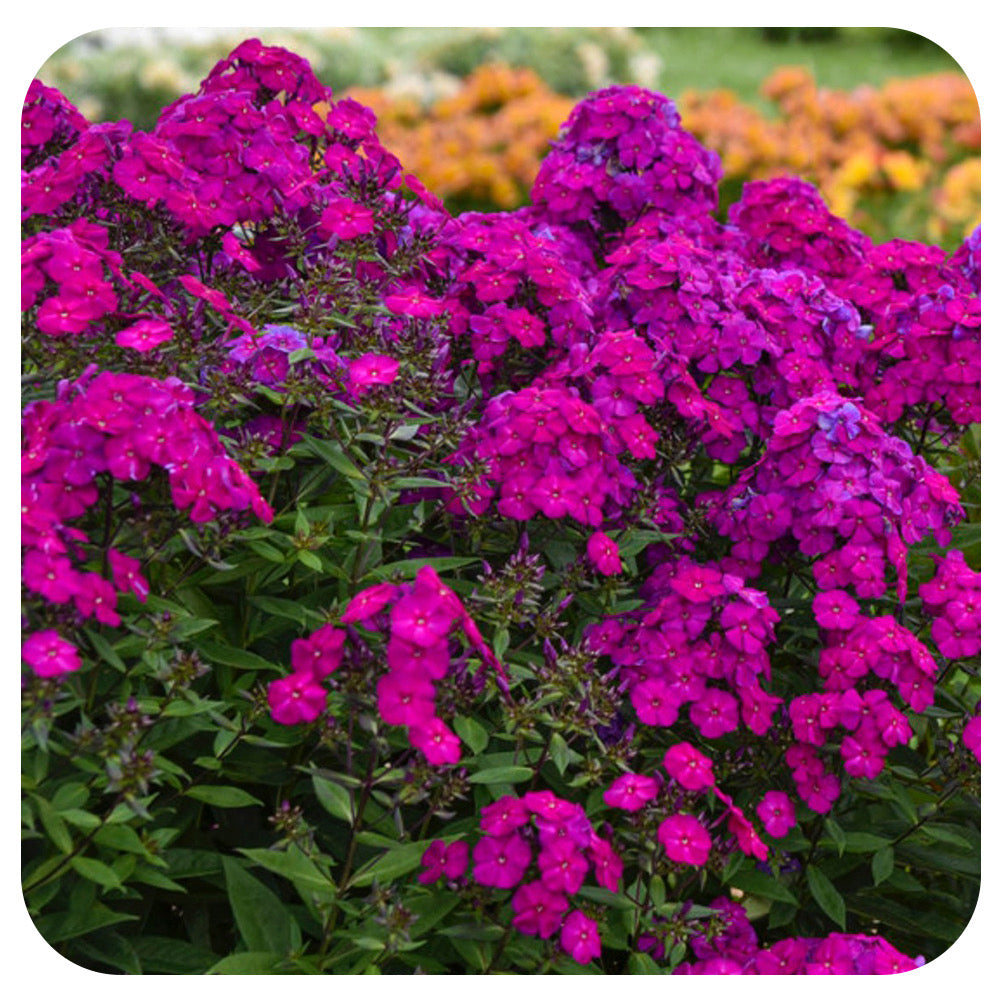 Phlox paniculata 'Ultraviolet'