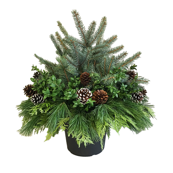 Urn - Blue Spruce and Cone*