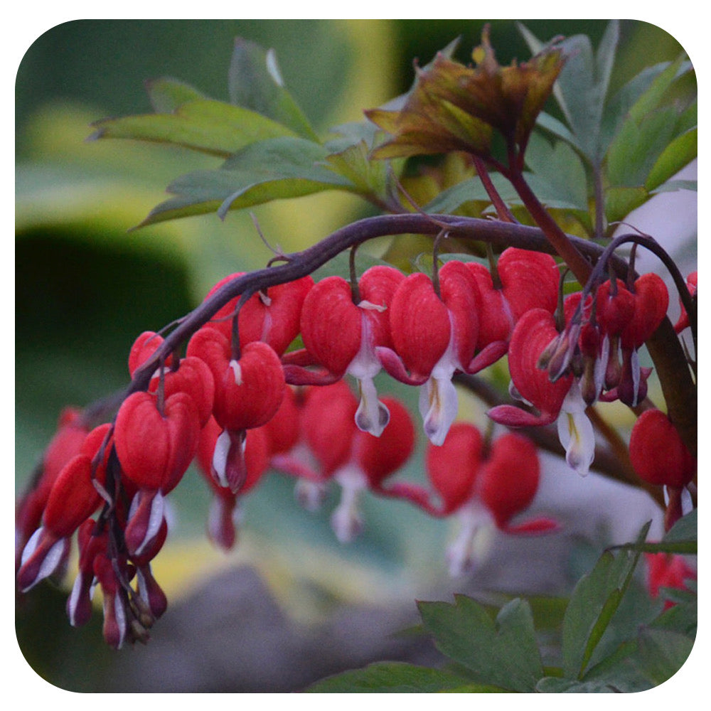 Bleeding Heart 'Valentine' (Dicentra spectabilis)