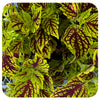 Coleus