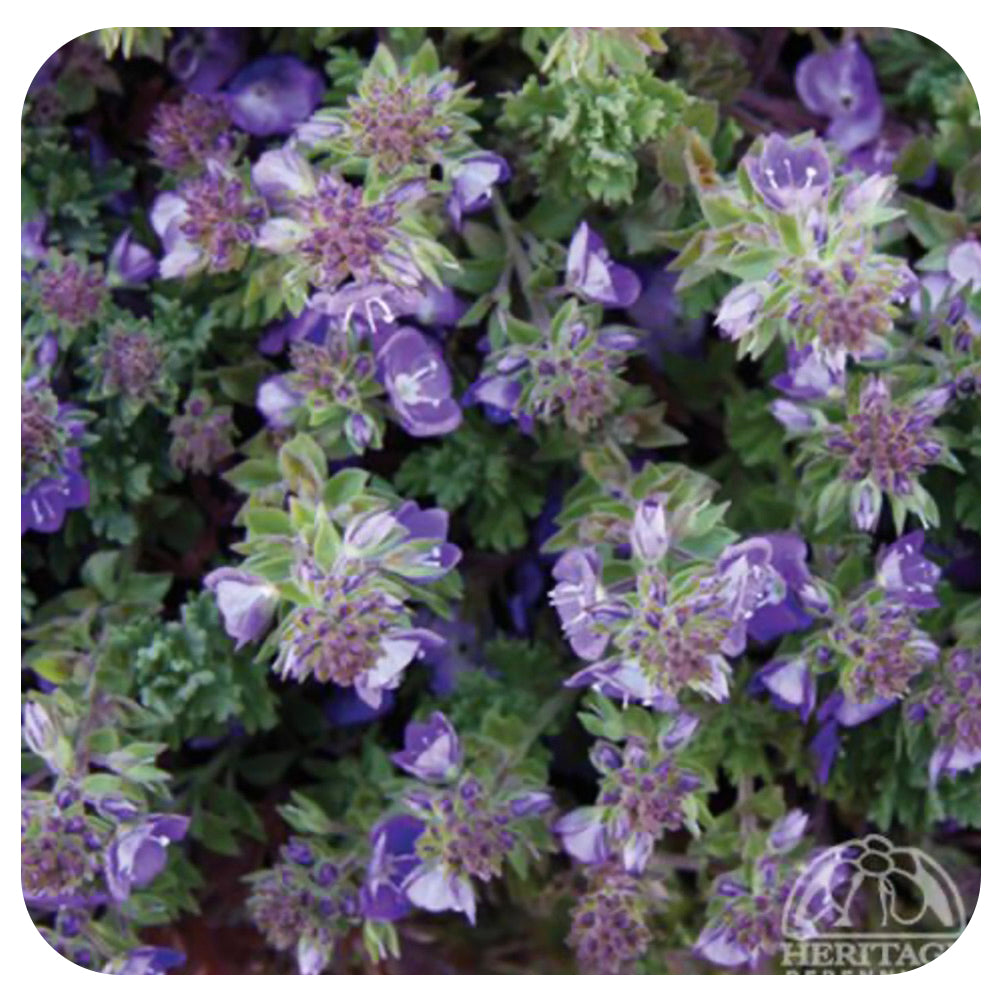 Veronica Whitleyi (Whitley's'Speedwell)