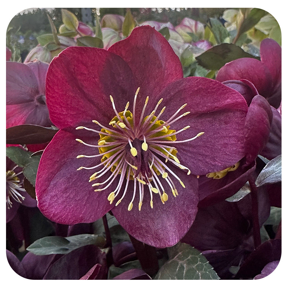 Helleborus ‘Vibey Velvet' (Lenten Rose)