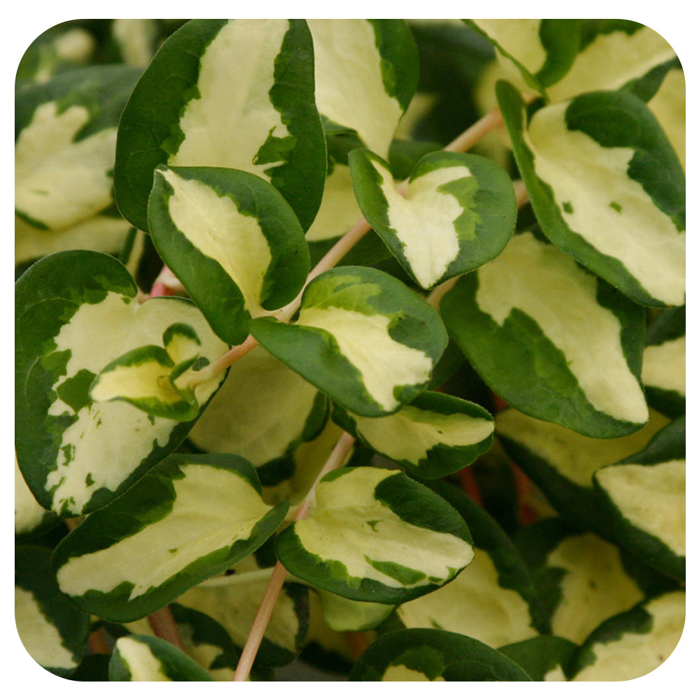 Vinca Vine (Vinca major)