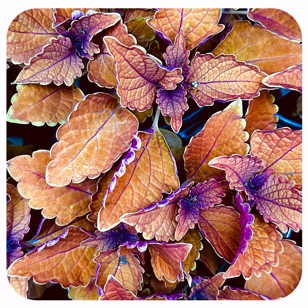 Coleus