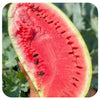 Watermelon - Organic