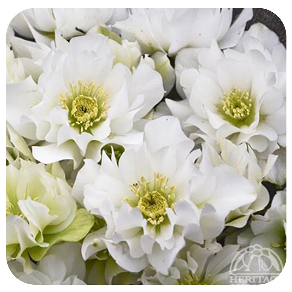Helleborus hybrid "Wedding Bells"