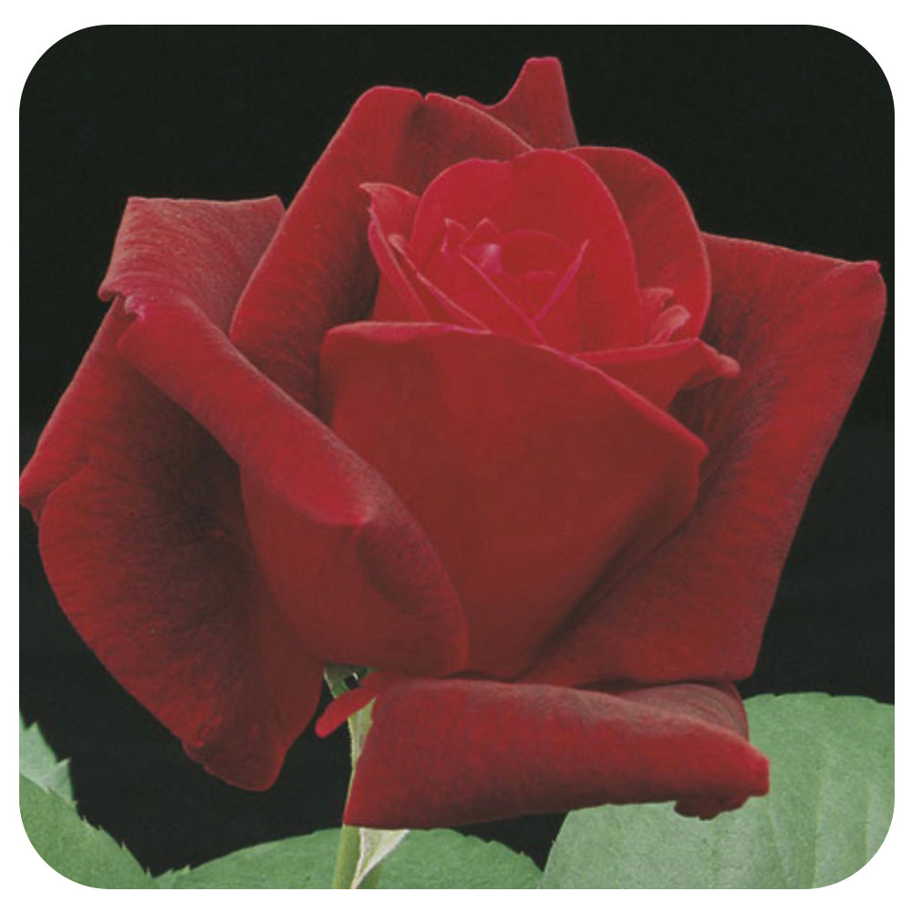 Wweks Roses Chrysler Imperial by Weeks Roses (Hybrid Tea Rose) - Davenport Garden ...