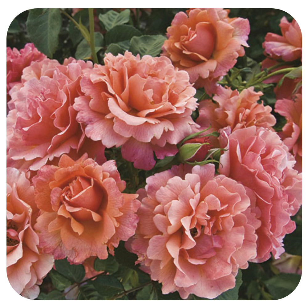 Easy Does It by Weeks Roses (Floribunda Rose) - Davenport Garden Centre