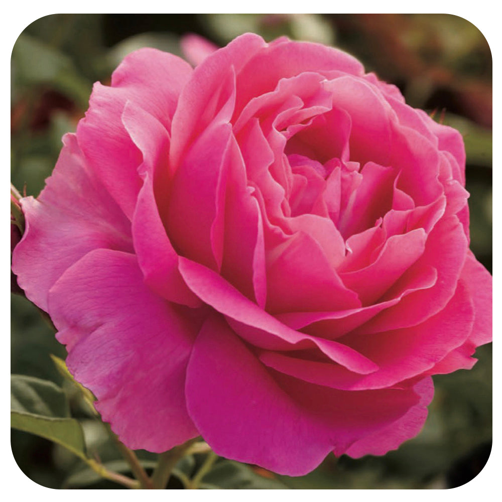 Grande Dame Tree Rose by Weeks Roses (Hybrid Tea Rose) - Davenport ...