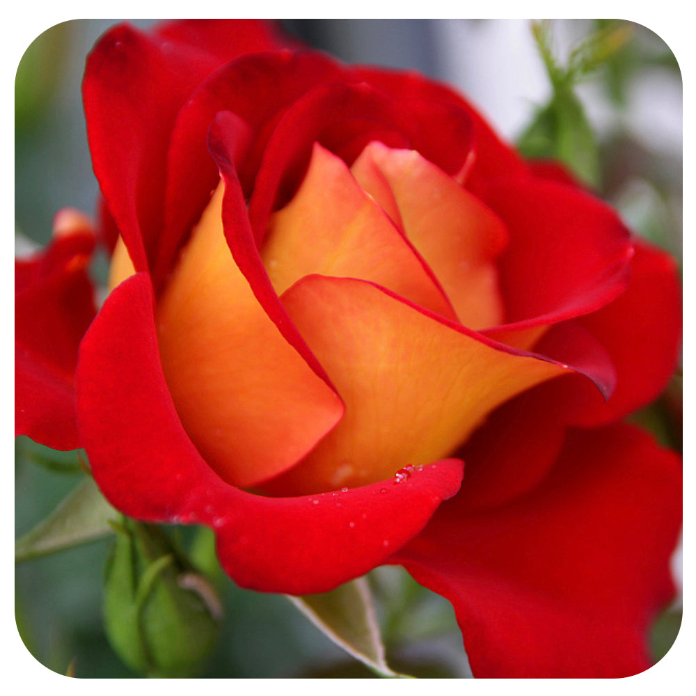 Ketchup and Mustard by Weeks Roses (Floribunda Rose)