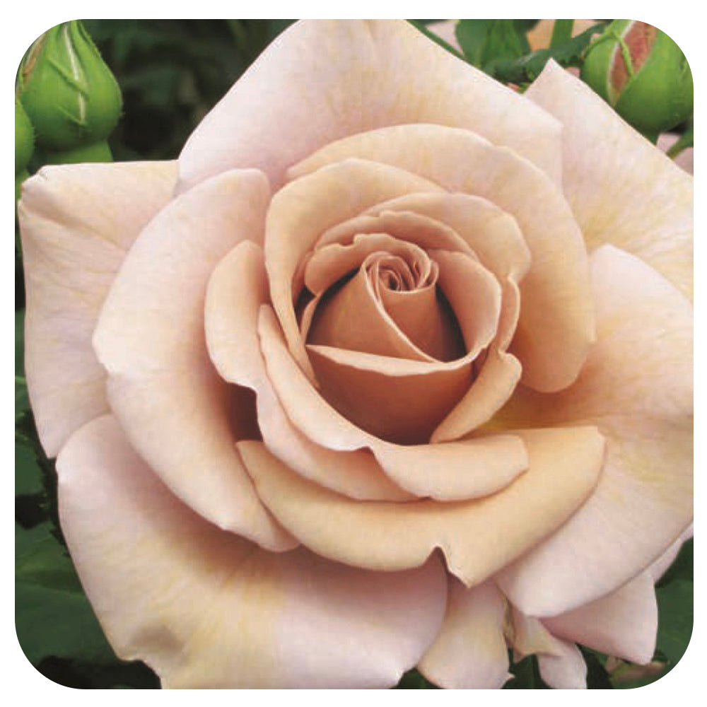 Koko Loco by Weeks Roses (Floribunda Rose) - Davenport Garden Centre