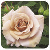 Koko Loco by Weeks Roses (Floribunda Rose)
