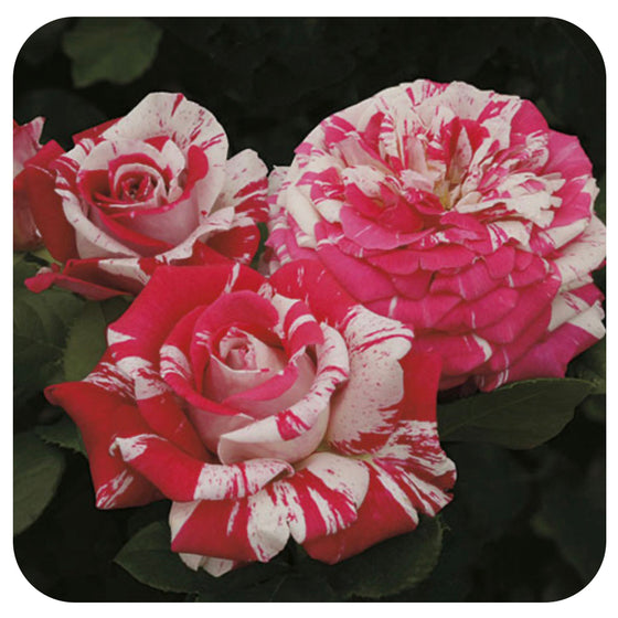 Neil Diamond by Weeks Roses (Hybrid Tea Rose)