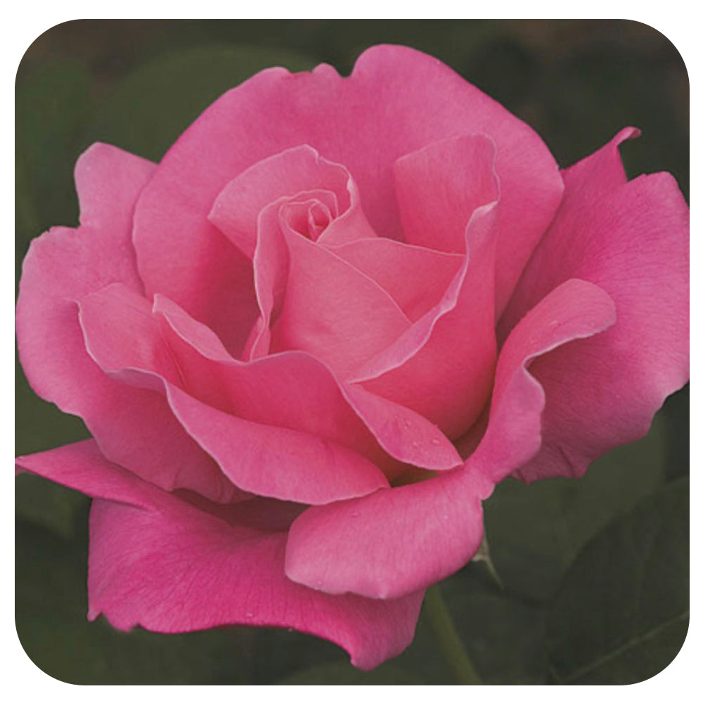 Wweks Roses Perfume Delight by Weeks Roses (Hybrid Tea Rose) - Davenport Garden Centre