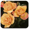 Strike It Rich by Weeks Roses (Grandiflora Rose)