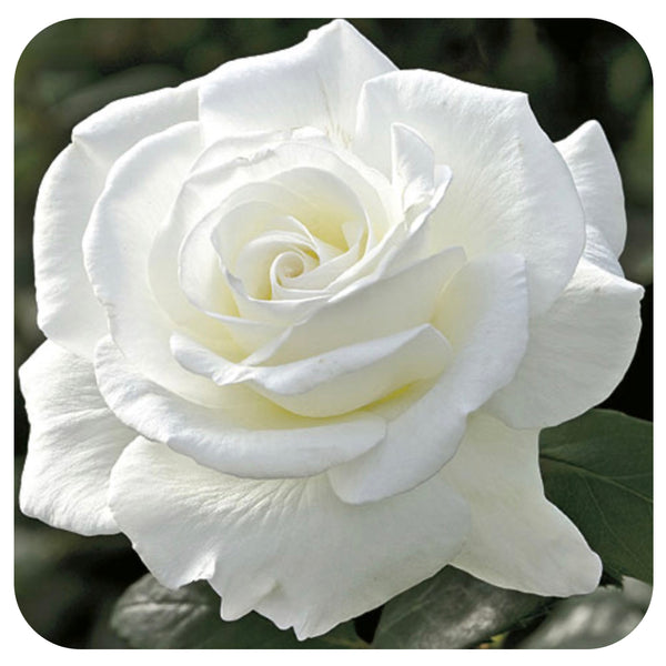 Weeks White Roses Sugar Moon by Weeks Roses (Hybrid Tea Rose) - Davenport Garden Centre