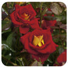 Ketchup and Mustard by Weeks Roses (Floribunda Rose)