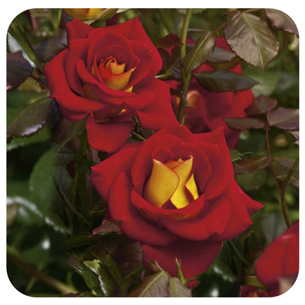 Ketchup and Mustard by Weeks Roses (Floribunda Rose) - Davenport Garden ...