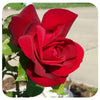 Chrysler Imperial by Weeks Roses (Hybrid Tea Rose)