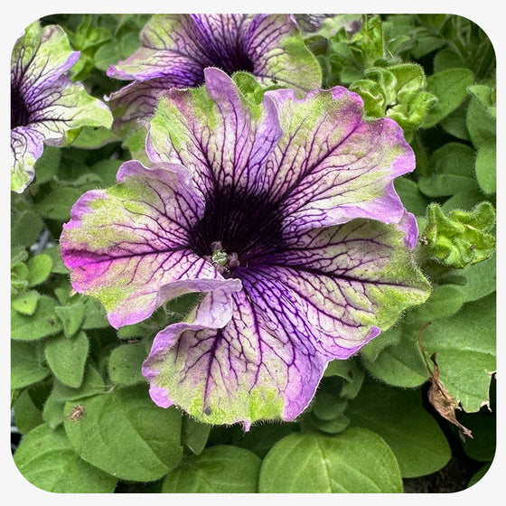 Hanging Basket 'Amazonas Plum Cockatoo' Petunia
