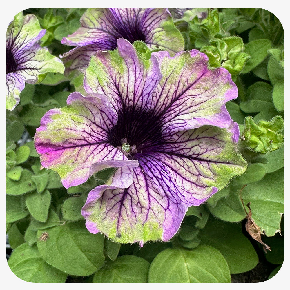Petunia